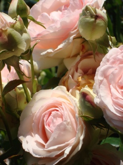 Roses Pierre de Ronsard